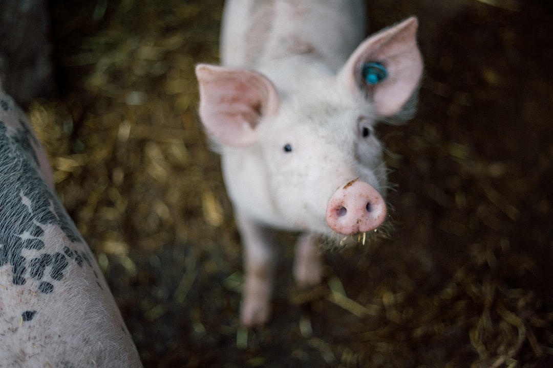 Pig Latin Translator: The Ultimate Tool for Fun Language Play